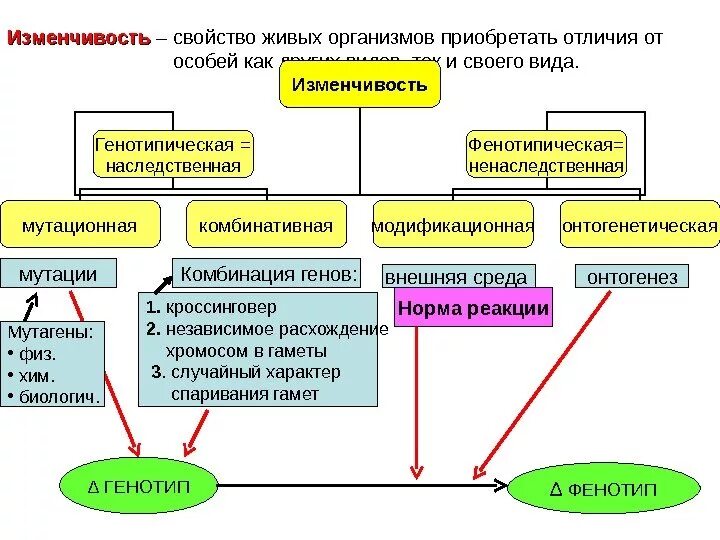 Примеры различных видов изменчивости. Типы наследственной изменчивости схема. изменчивость наследственная мутационная схема. формы изменчивости наследственная и ненаследственная. формы наследственной изменчивости таблица егэ.