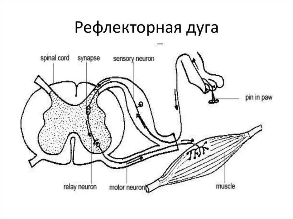 Строение рефлекторной дуги рисунок