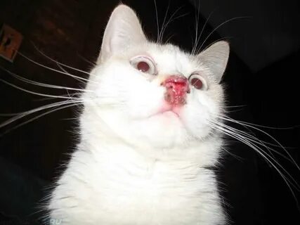 Хрипы у котенка