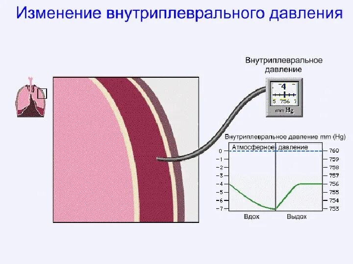 Определите и объясните изменения. Изменение внутриплеврального давления. Изменение альвеолярного и внутриплеврального давления. Внутриплевральное давление при вдохе. Изменение внутриплеврального давления при вдохе и выдохе.