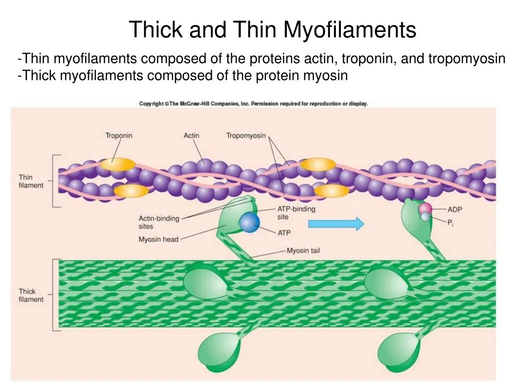 Строение миозиновой нити. Строение актина и миозина. Актин и миозин схема. Тропонин миозин нити. Актин ткань