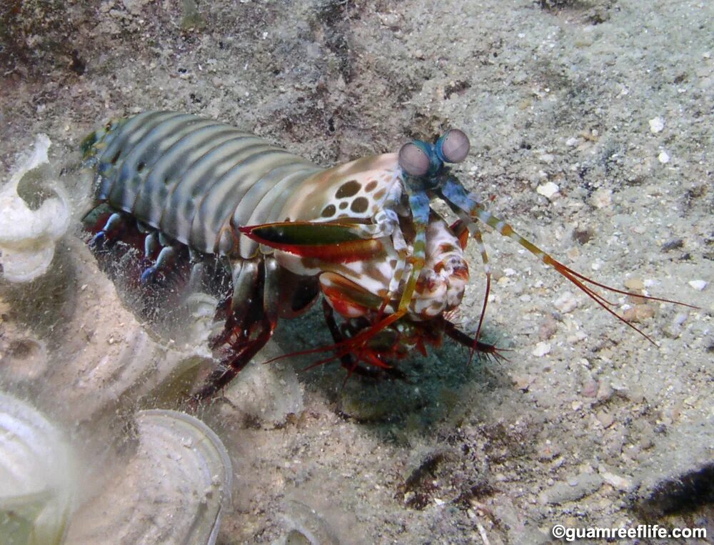 Odontodactylus scyllarus павлиновая креветка. Рак-богомол роскошный (Арлекин). Павлиновая креветка-богомол. Oratosquilla Oratoria строение.