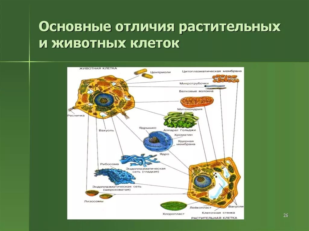 Как отличить клетки