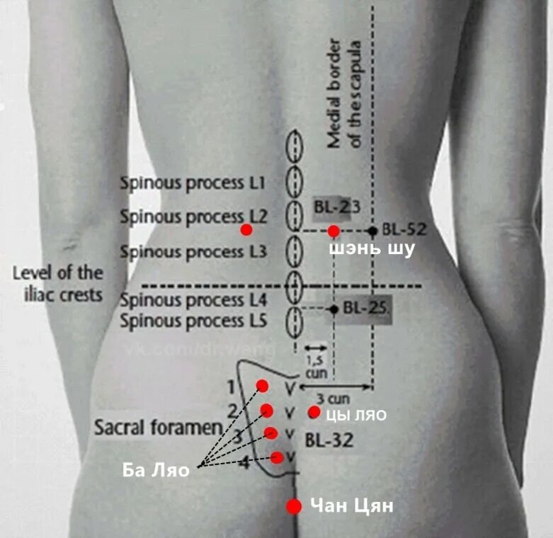 А 4 чтоб точка. BL 23 точка акупунктуры. Точка акупунктуры шэньшу BL-23. Акупунктурные точки на пояснице и ягодицах. Точки акупунктуры при болях в спине.