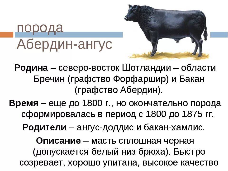 Сочинение бычок. Порода коров Абердин Ангус характеристика. Абердин-ангусская порода коров вес. Характеристика Абердин Ангусской породы коров. Бычки Абердин-Ангусской породы характеристика.