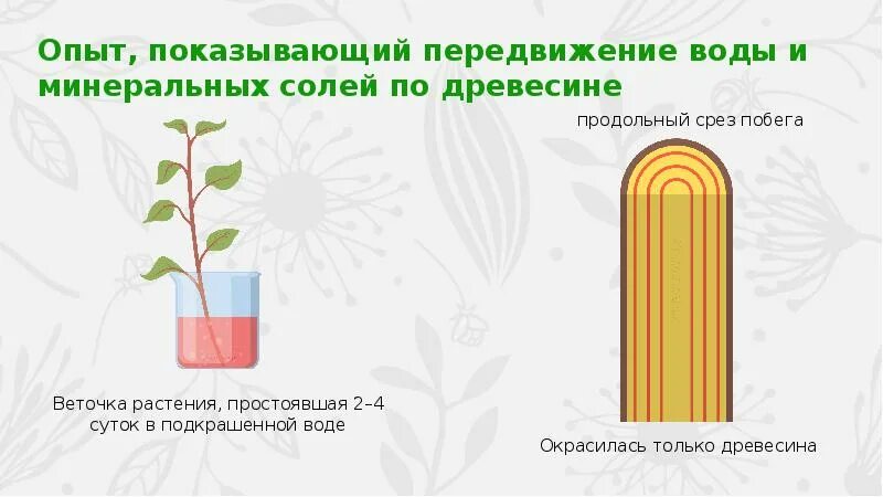 Движение Минеральных веществ в растении. Передвижение воды и питательных веществ в растении. Передвижение воды и Минеральных веществ по стеблю. Перемещение Минеральных веществ в растении опыт. Какой слой стебля окрасился в подкрашенной воде