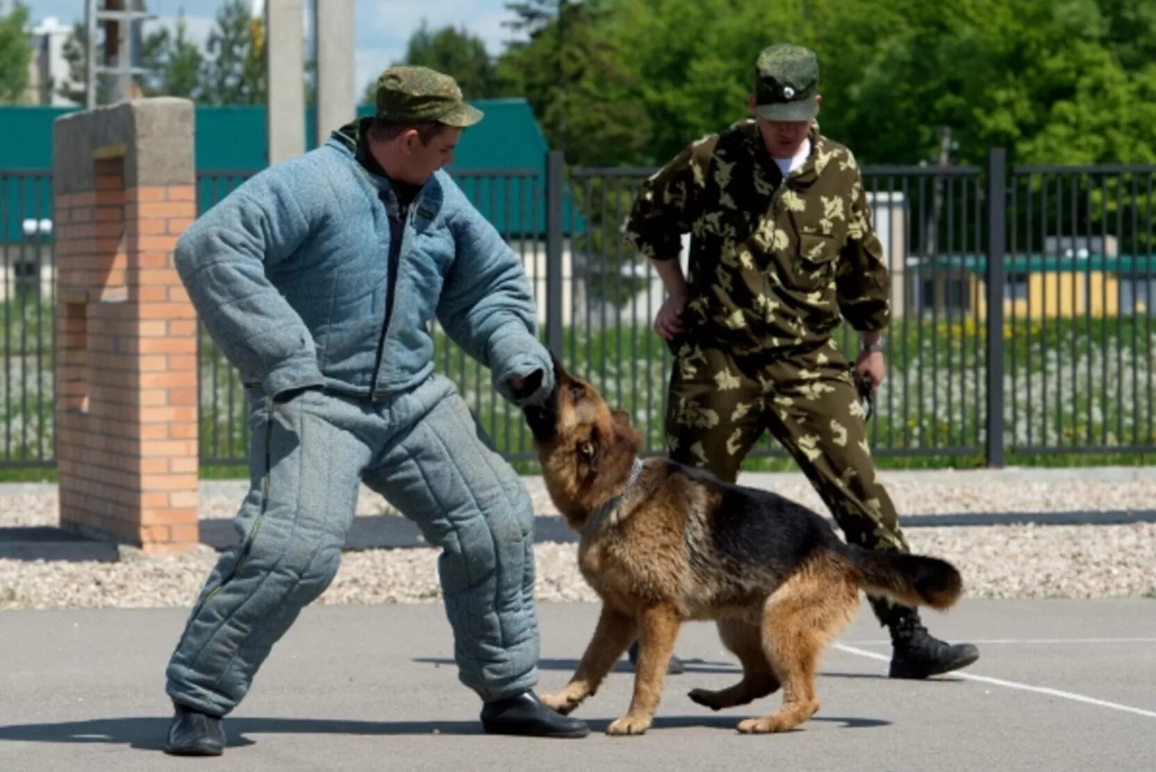 Кинолог с собакой в крокусе. Вожатый служебных собак погранвойск. Собаки кинологической службы. Служебные собаки пограничников.