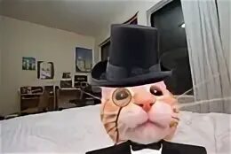 Кот джентльмен. Кот в костюме. Кот в костюме джентльмена. Кот в костюме бизнесмена.