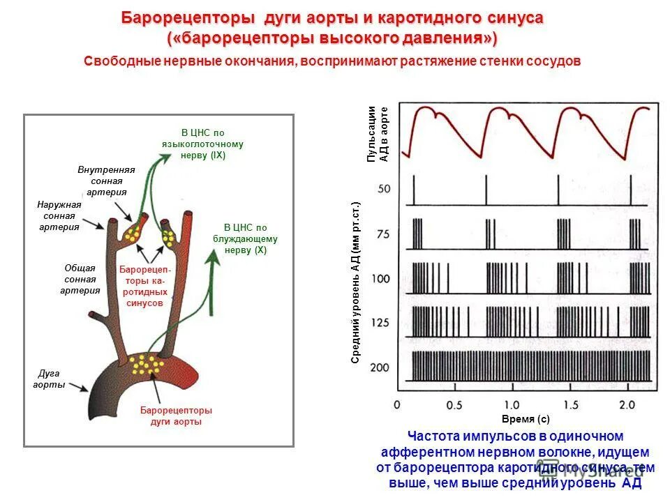 барорецепторы аорты. рефлекс с барорецепторов дуги аорты. рефлекс с барорецепторов аорты. барорецепторный рефлекс регуляции ад. рефлекторная дуга с барорецепторов.