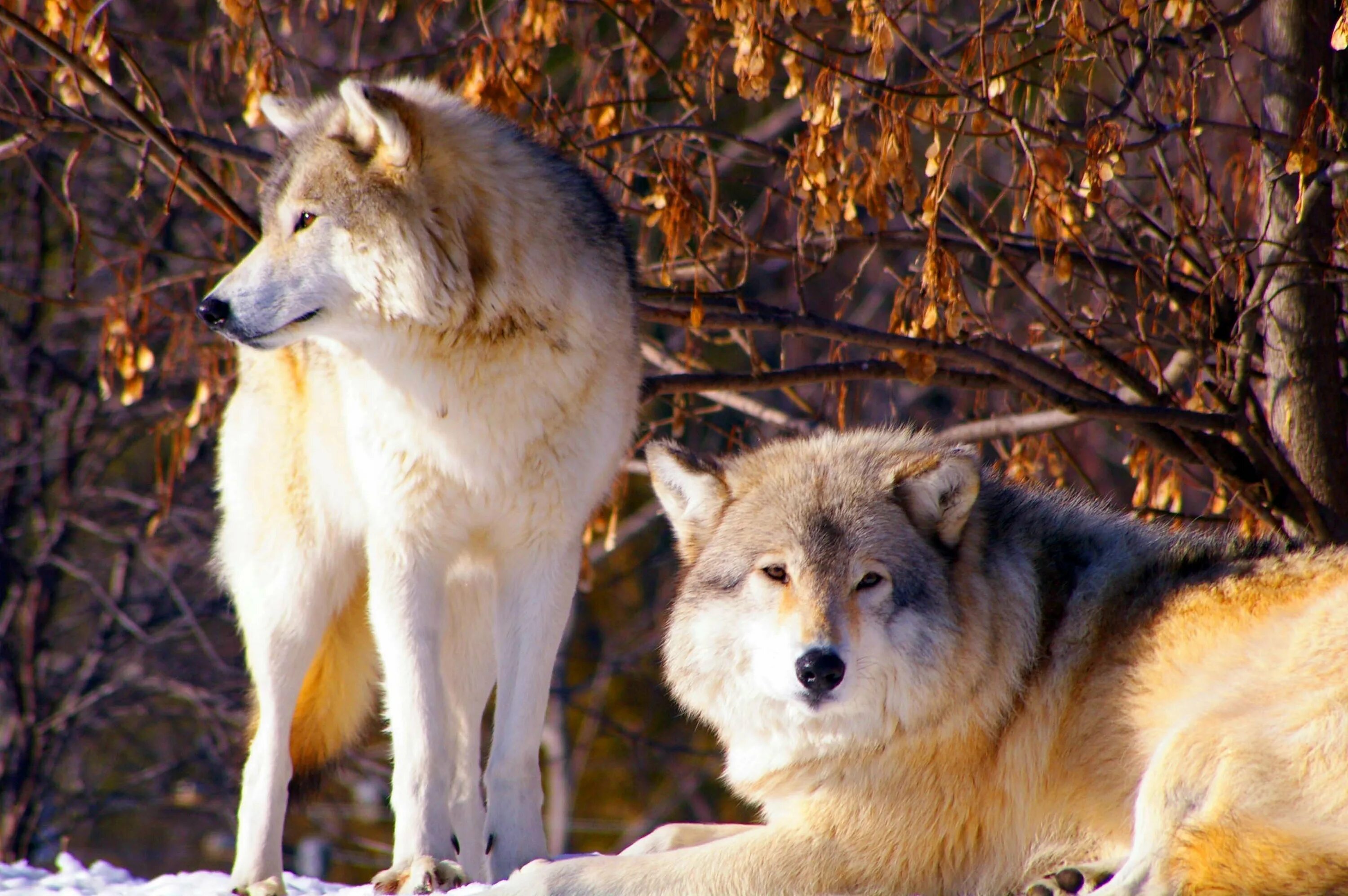 Canis Lupus tundrarum. Картинки на рабочий стол волки. Красивый волк. Заставка на рабочий стол волк. Самый красивый фото волка