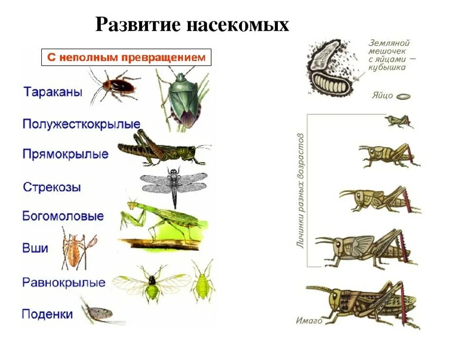 Какой тип метаморфоза характерен для. Развитие с полным превращением развитие с неполным превращением. Типы развития насекомых с неполным превращением. С полным и неполным превращением таблица. Фазы развития насекомых с полным и неполным превращением.