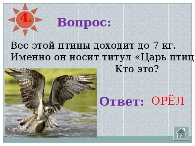 Как звали царя птиц в комедии птицы. Царь птица. орел птица вес. кто царь птиц. вес птиц.