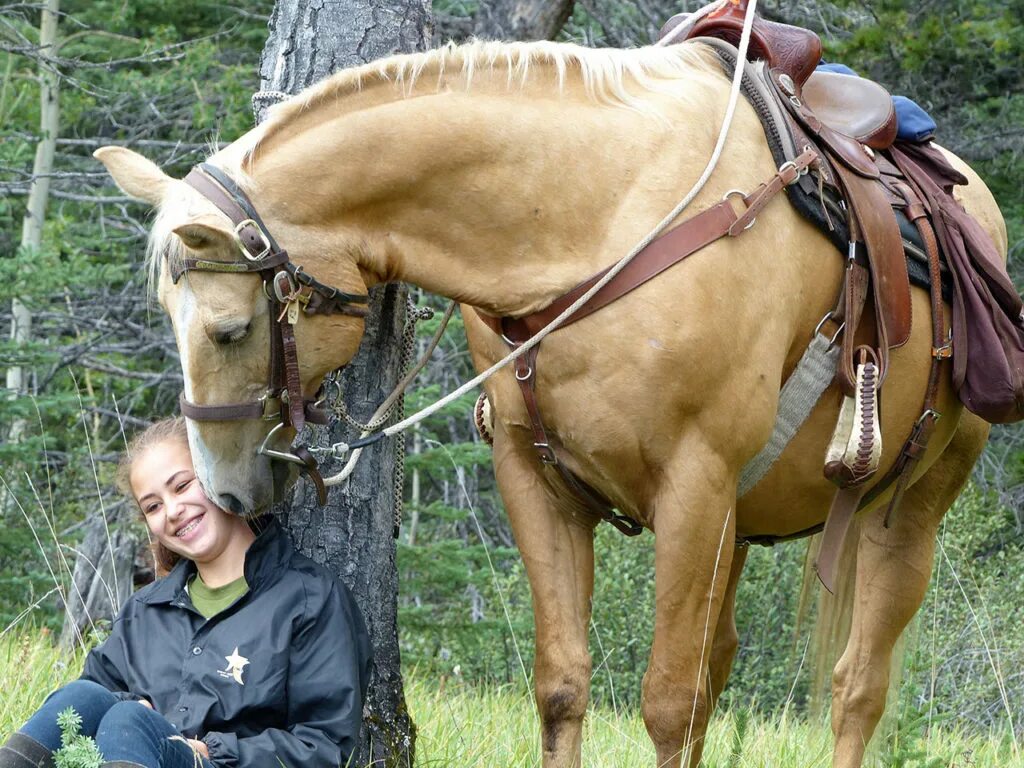 Riding camp. Дикие лошади скалистых гор. Камп лошадь. Кросс Рокки Маунтин лошадь.