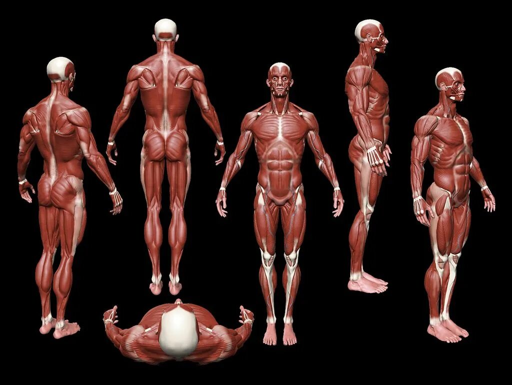 Референс анатомия человека мужская полный рост. Руки референс анатомия анатомия. Туловище человека референс мышцы. Анатомия конечностей zbrush. References anatomy.