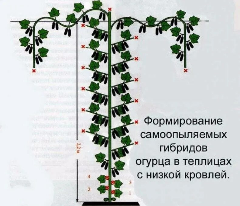 Обрезать ли огурцы. Схема пасынкования огурцов. Схема формирования огурцов в один стебель. Формировка огурца. Формирование огурцов в теплице в один стебель схема.