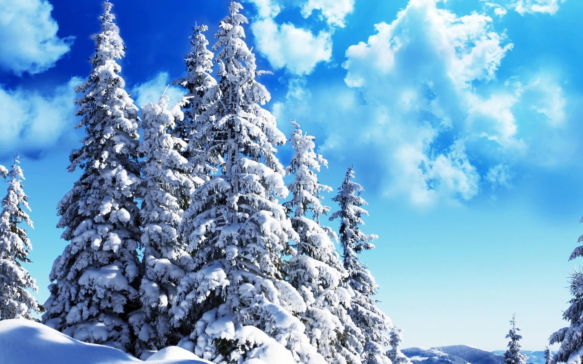 Красивый зимний лес. Ель в снегу. Елка в снегу. Зимний пейзаж на рабочий стол. Елки сугробы