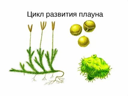 Заросток плауна набор