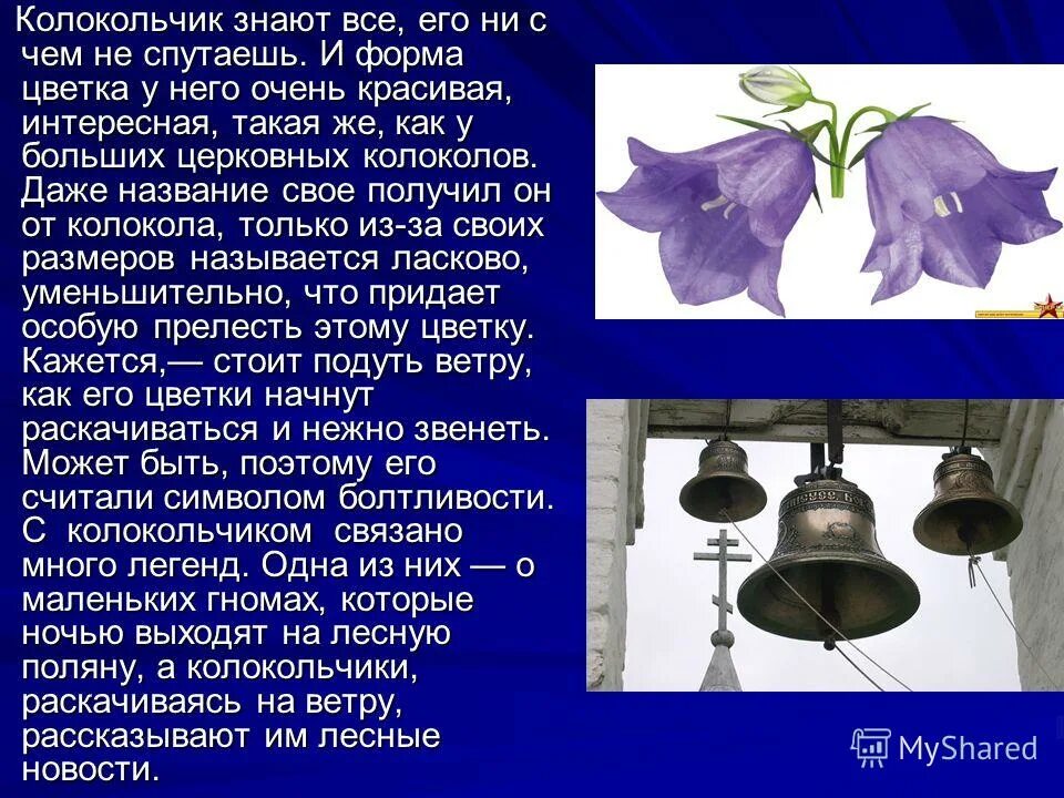 Колокольчик на какой вопрос отвечает. Колокольчик ТОПИСАНИЕ. Описание колокольчика. Колокольчик описание растения. Колокольчик цветок описание.