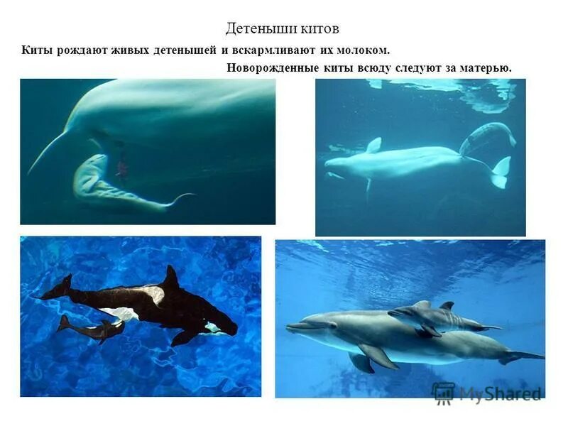 рыба кашалот. киты. молоко китов. голубой кит с детенышем. кормящий кит.