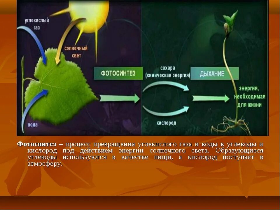 Для дыхания растений необходим кислород для фотосинтеза. Фотосинтез листа схема. Процесс фотосинтеза 6 класс биология. Схема процесса фотосинтеза. Схема фотосинтеза у растений.