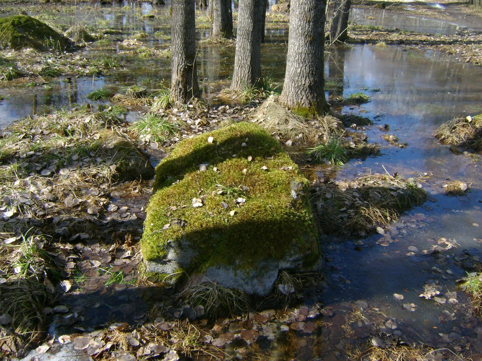 Святовский мох остров. Моховое топкое болото. Болото малуксинский мох. Сфагнум на болоте. Болото поросшее мхом 9.