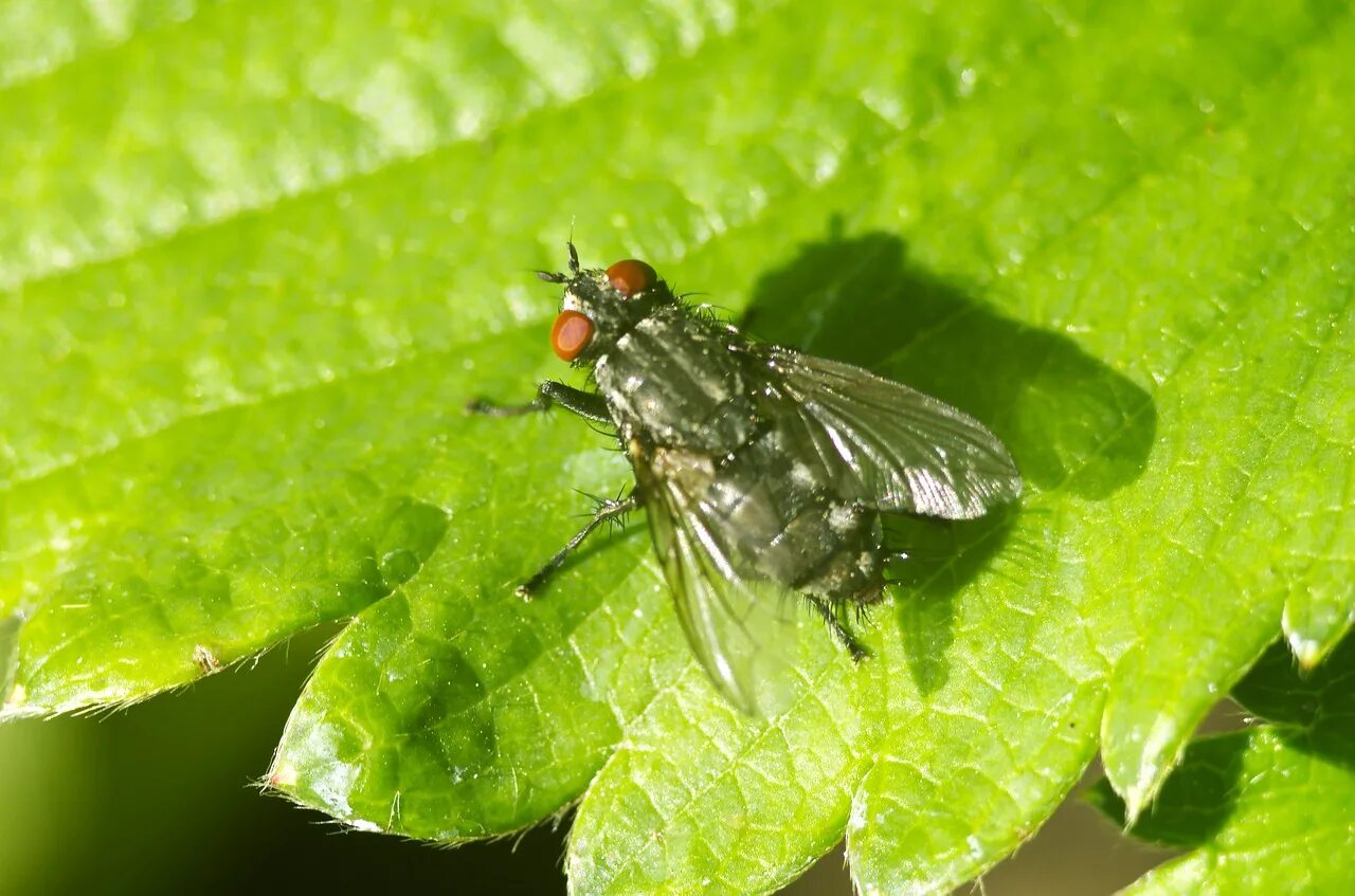 Земляная муха. Восточная Вишневая Муха Rhagoletis cingulata Loew.. Малинная стеблевая Муха. Двукрылые. Лесная Муха.