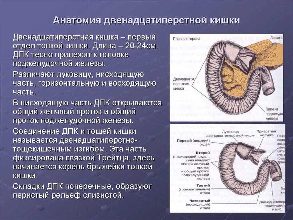 12 п кишка. Строение 12 перстной кишки. Отделы 12 перстной кишки анатомия. Строение стенки двенадцатиперстной кишки. Строение 12-ти перстной кишки анатомия.