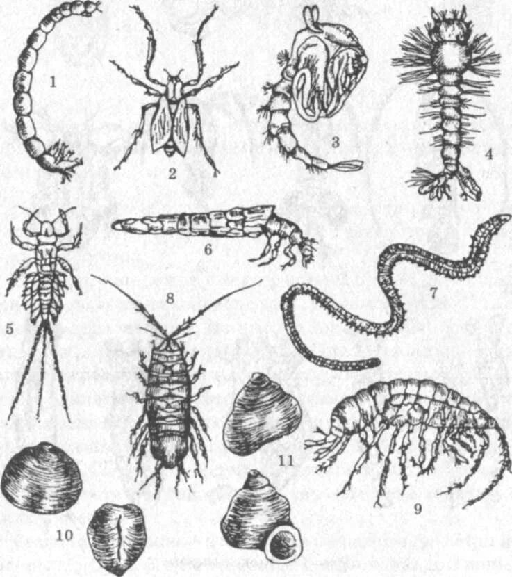 Членистоногие черви примеры. Личинки поденок бентос. Chironomidae личинки. Хирономиды Зообентос.