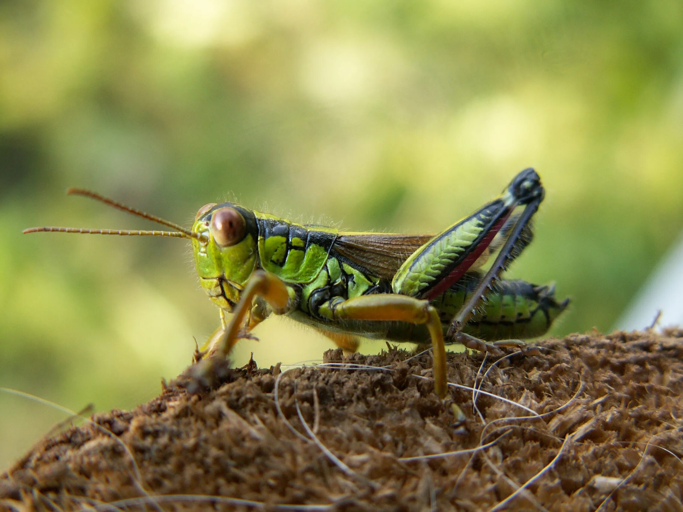 Кузнечик окраска тела. Grasshopper («кузнечик», 1946).. кузнечик луговой. кузнечик grasshopper. саранча.