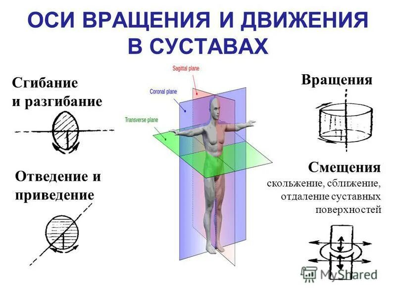 Вертикальная ось упражнения. Сагиттальная фронтальная горизонтальная плоскость и оси. Плоскости и оси движения в суставах. Плоскости и оси вращения анатомия. Фронтальная ось вращения.