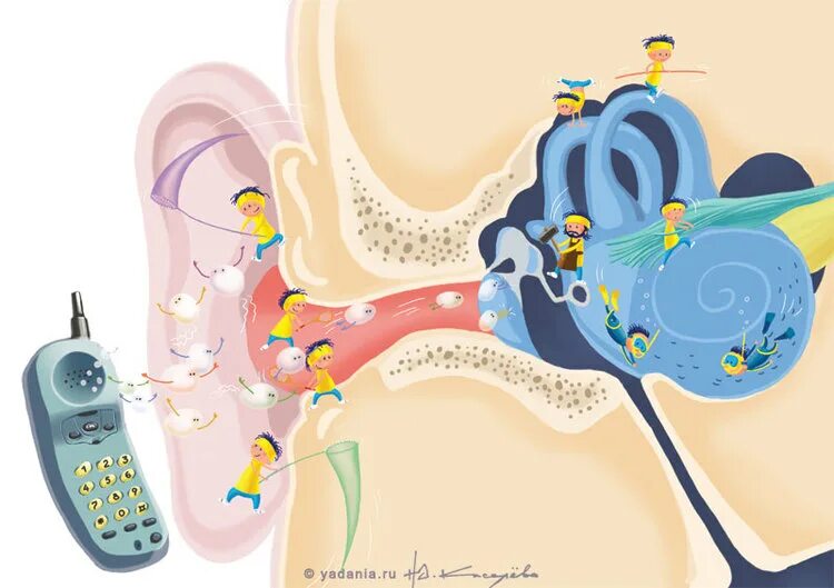 Как мы слышим. Восприятие звука ухом. Звукопроведение и звуковосприятие. Звукопроведение анатомия. Звуки это то что слышит ухо грамматические