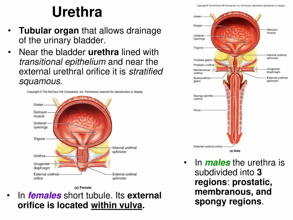 что такое уретра у мужчин где находится. пузырный треугольник мочевого пузыря. что такое уретра у мужчин где находится. мочеиспускательный канал (urethra). что такое уретра у мужчин где находится.