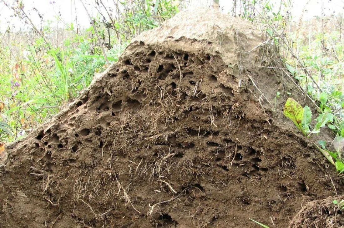 Земляной закон. Муравейник лесных муравьев. Муравьи Муравейник изнутри. Муравьиное гнездо земляных муравьев.