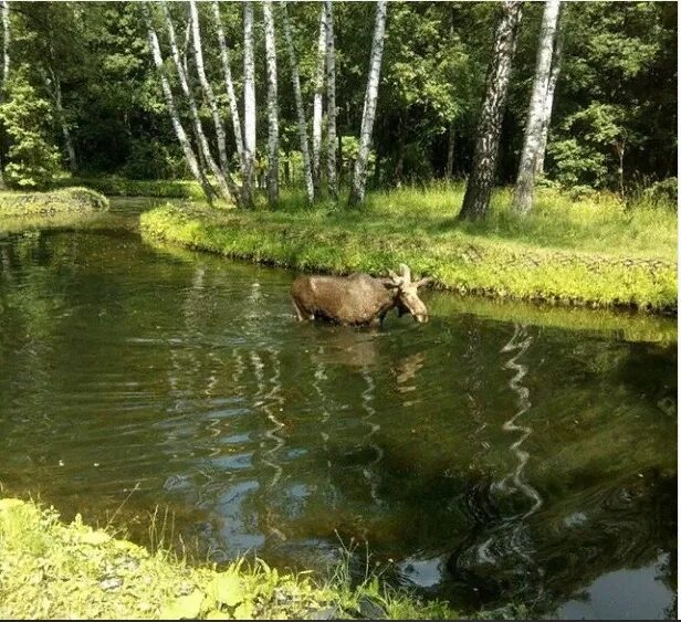 Лосиные пруды. Пруд Лось Лосиный остров. Лосиный остров парк пруд. Парк Сокольники лоси. Путяевские пруды лоси.