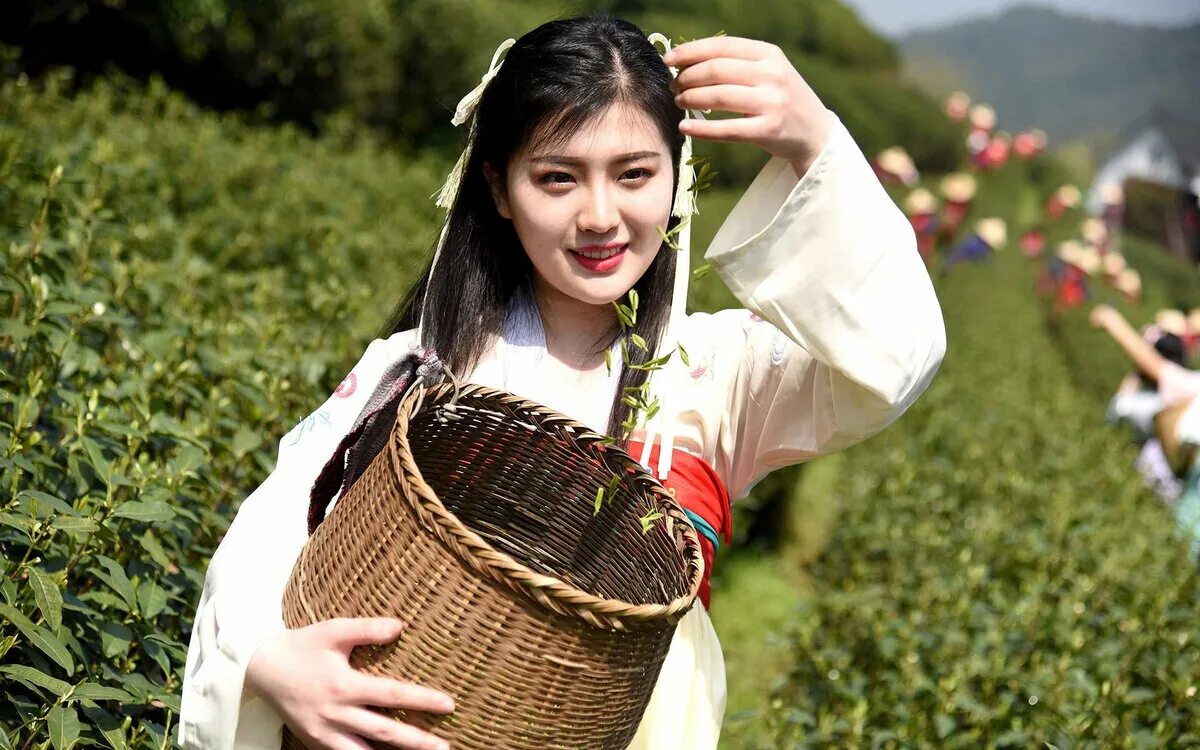Сх китайски. Сбор чая. Китаянка на чайной плантации. Китаянка собирает чай. Китайские девушки.