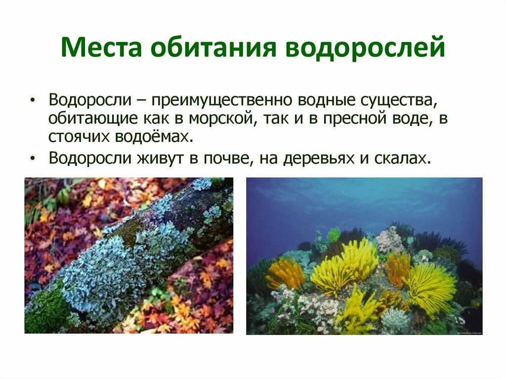 Фукус водная или наземно воздушная. Места обитания водорослей. Местообитание водорослей. Место обитания водоросле. Мксто обитание водоросле й.