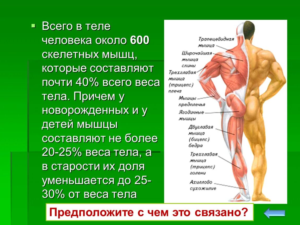 Мышцы человека. Мышцы в организме человека. Связки в человеческом теле. Мышцы на теле человека.