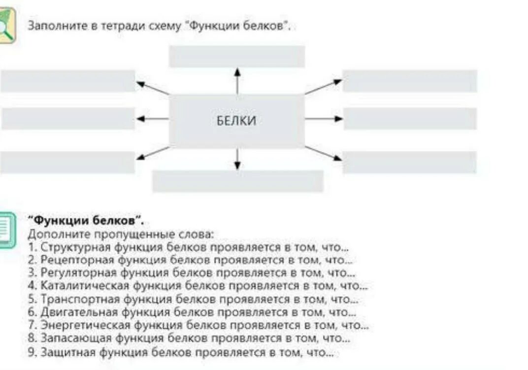 Все белки и их функции таблица. Заполните схему «функции белка». заполни схему функции белков. функции белков схема. заполнить схему функции белков.