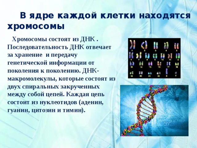 Где находятся хитосомы. За что отвечает ДНК. ДНК находится в хромосомах.