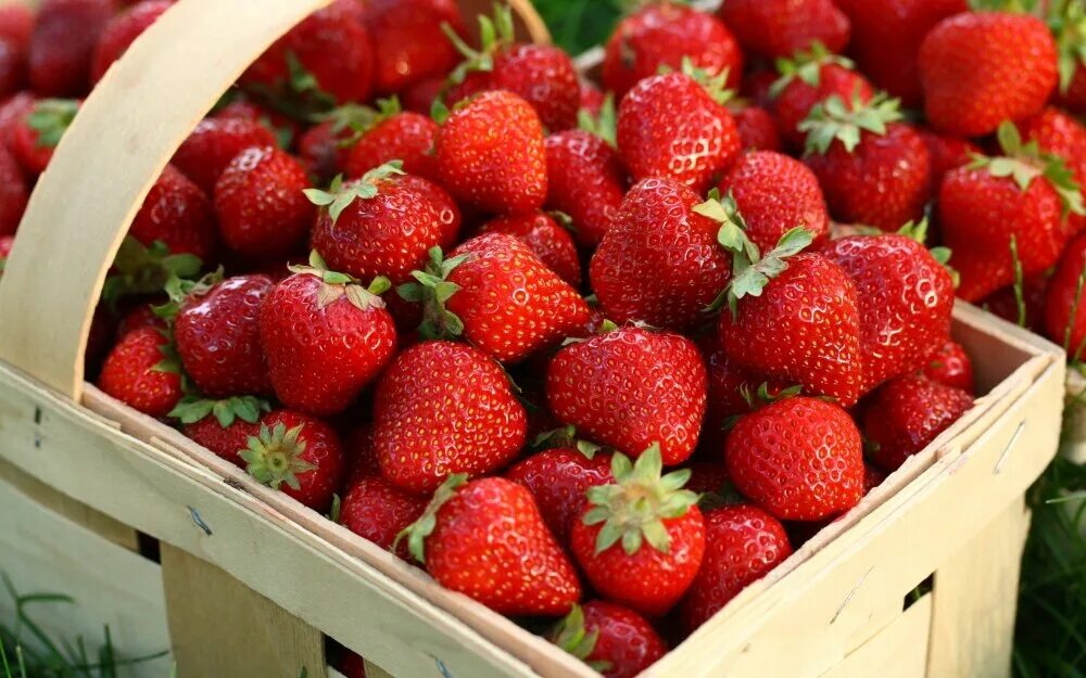 июль ягоды. виктория ягода. клубника в тарелке. клубника. земляника садовая остара.