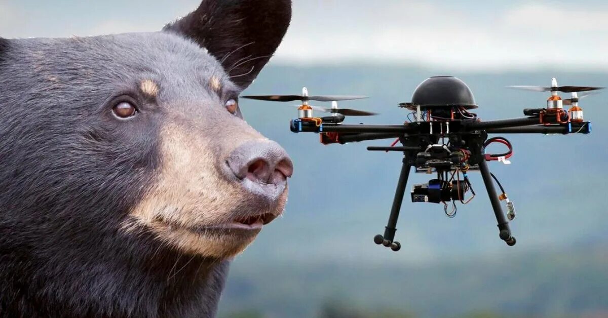 Собака схватила дрон. Беспилотник животное. Медведь беспилотник. Квадрокоптер и медведь. Медведь с БПЛА.