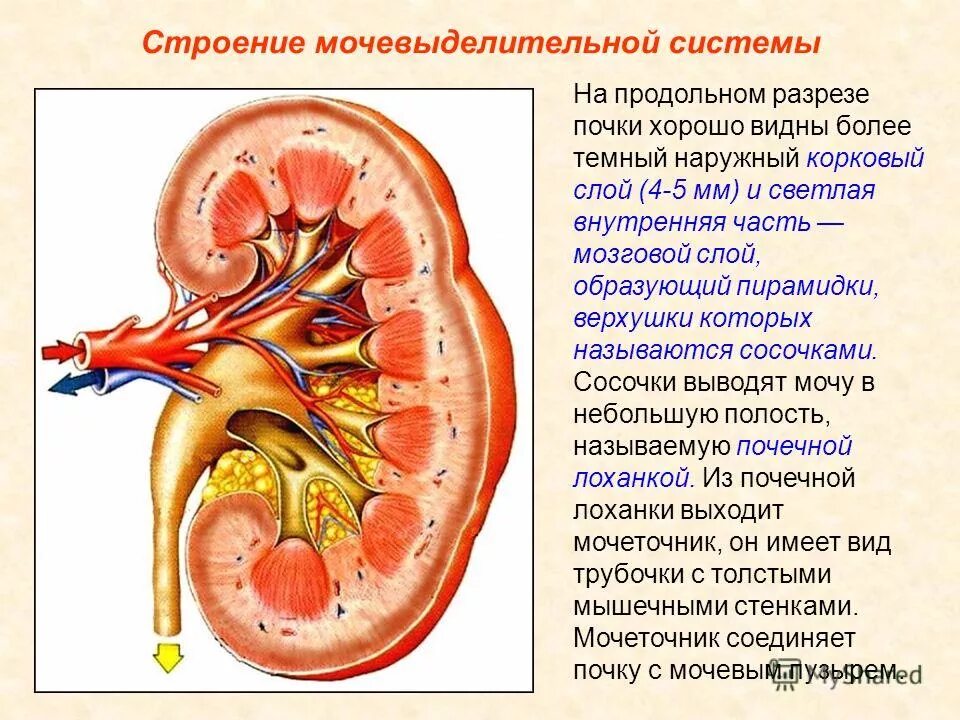 Кровь в лоханке почки. Мочевыделительная система строение почки. Анатомия мочевыделительной системы строение почки. Выделительная система человека строение почки. Строение почки продольный разрез.