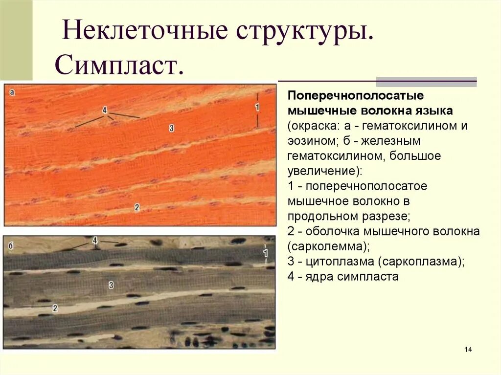 Скелетная мышечная ткань гистология. Мышечное волокно Симпласт гистология. Симпласт поперечно полосатое мышечное волокно гистология. Строение симпласта гистология. Препарат поперечно полосатая мышечная ткань