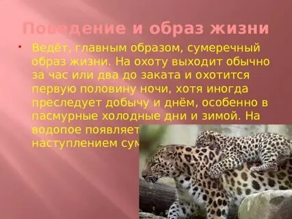 Сумеречный образ жизни