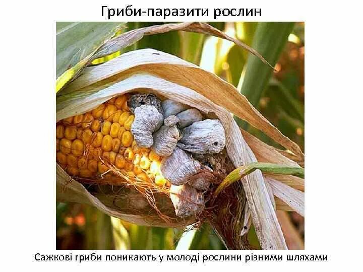 Гриб головня сообщение. Головня гриб паразит. пыльная головня кукурузы. пузырчатая головня кукурузы. болезнь кукурузы пузырчатая головня.