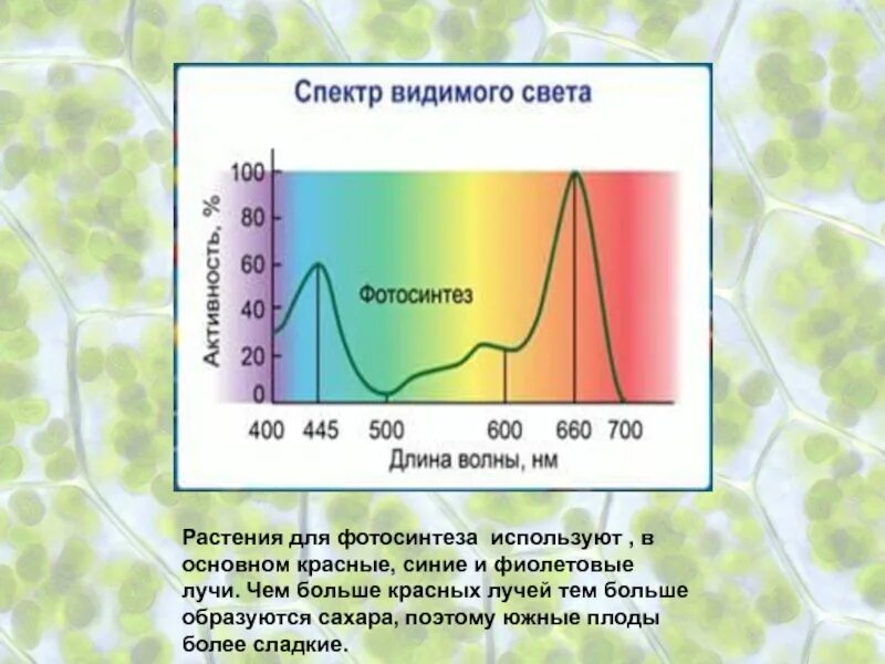 От какого фактора зависит поглощение воды растением. Спектр солнечного излучения для фотосинтеза. Спектр поглощения хлорофилла график. Спектр света фотосинтез. Спектр для растений.