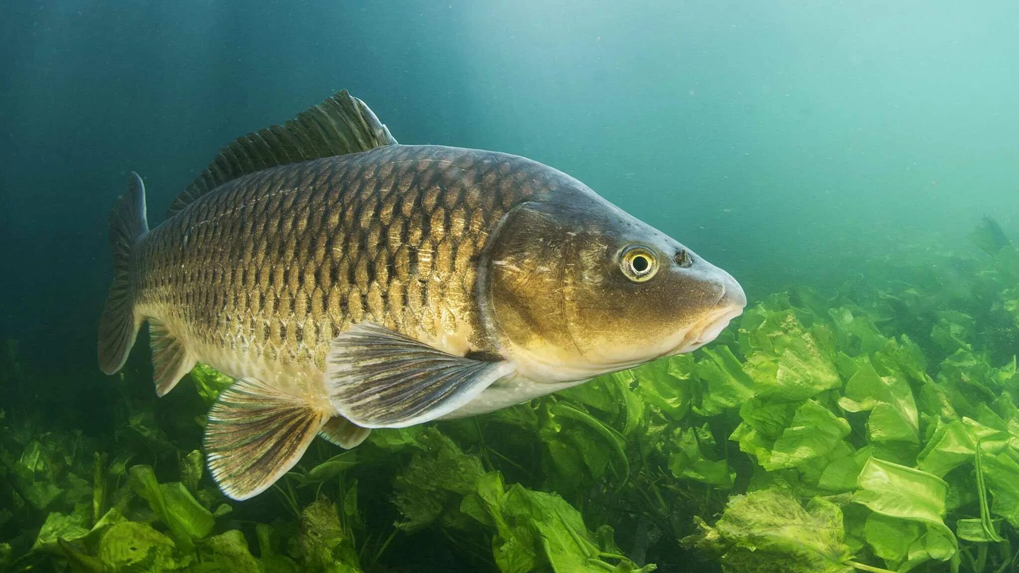 Сазан (Cyprinus Carpio). Сарбоянский Карп. Карп (Cyprinus Carpio). Сазан (= Карп обыкновенный) – Cyprinus Carpio. Сазан виды рыбы