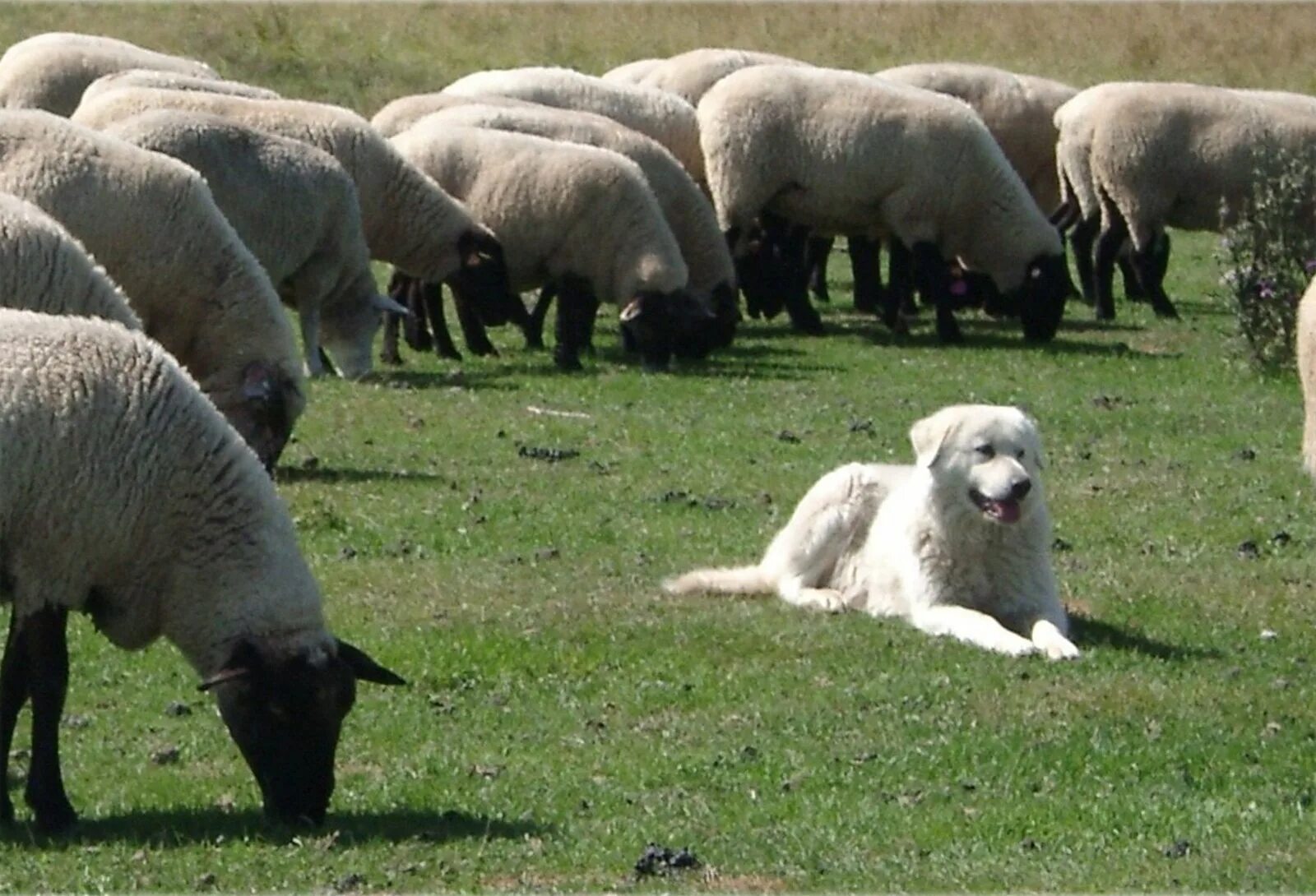 Пасу овечек. Пастушья собака пасет овец. Маремма-абруццкая овчарка. Порода собак Пастухов овец. Пастушья собака для овец порода.