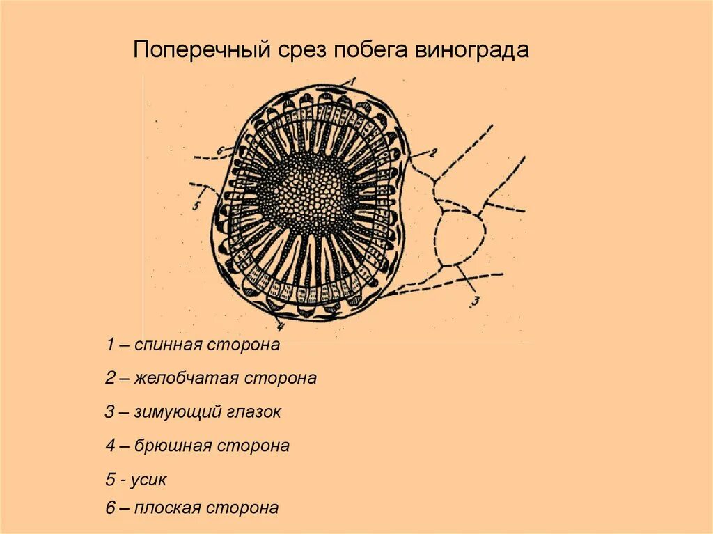 Строение побега поперечный срез. Срез побега. Срез побега винограда. Поперечный разрез побега.