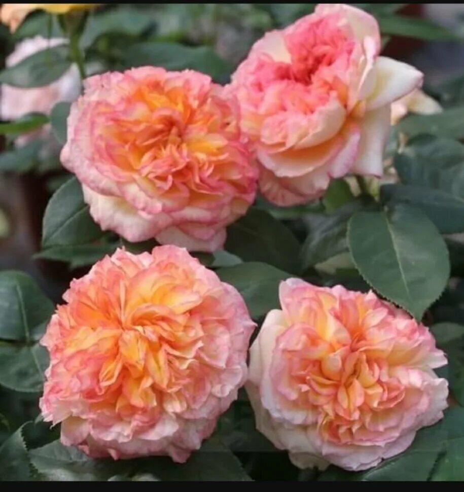 анри дельбар henri delbard роза. чайно-гибридная роза анри дельбар. роза анри матисс. роза чайно-гибридная генри дельбар. роза генри дельбар.